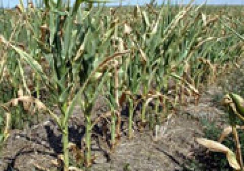 Veste nu tocmai bună pentru maramureşenii care se confruntă cu seceta