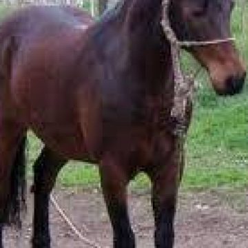 Baia Mare: Anemia ecvină, greu de eradicat în judeţul Maramureş