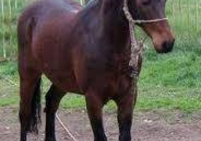 Baia Mare: Anemia ecvină, greu de eradicat în judeţul Maramureş