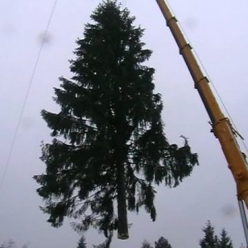 RECORD Baia Mare: Un brad mai bătrân decât Marea Unire a fost montat în această dimineaţă în Piaţa Revoluţiei. Simbolul Crăciunului va fi decorat cu 20.500 de beculeţe RECORD Baia Mare: Un brad mai bătrân decât Marea Unire a fost montat în această dimineaţă în Piaţa Revoluţiei. Simbolul Crăciunului va fi decorat cu 20.500 de beculeţe