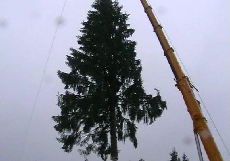 RECORD Baia Mare: Un brad mai bătrân decât Marea Unire a fost montat în această dimineaţă în Piaţa Revoluţiei. Simbolul Crăciunului va fi decorat cu 20.500 de beculeţe RECORD Baia Mare: Un brad mai bătrân decât Marea Unire a fost montat în această dimineaţă în Piaţa Revoluţiei. Simbolul Crăciunului va fi decorat cu 20.500 de beculeţe