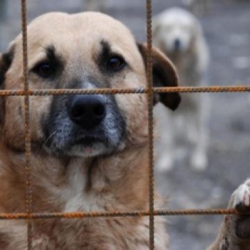 SIGHET: Au fost capturaţi şi transportaţi la adăpost 15 câini fără stăpân din cartierele sighetene