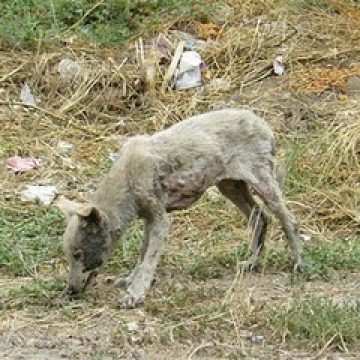 SIGHET: Povestea cu final neaşteptat a unor căţei lăsaţi să moară de foame