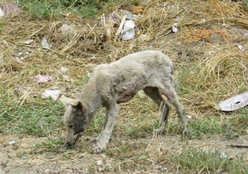 SIGHET: Povestea cu final neaşteptat a unor căţei lăsaţi să moară de foame