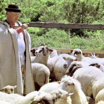 Cioban cu 109 oi, rătăcit în zona „Văii Tisa” din Cavnic Cioban cu 109 oi, rătăcit în zona „Văii Tisa” din Cavnic