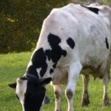 Baia Mare: Crescătorii de bovine ies în stradă