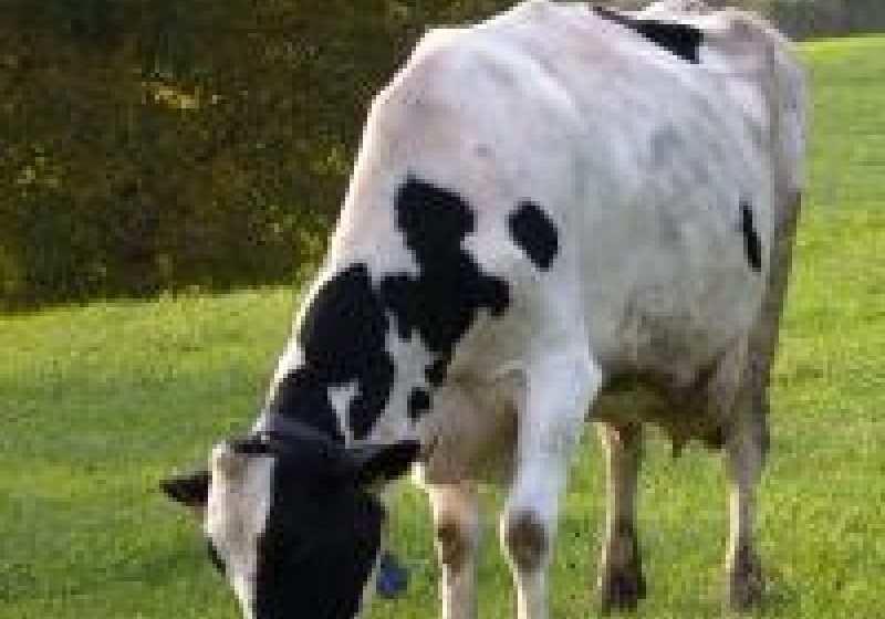 Baia Mare: Crescătorii de bovine ies în stradă Baia Mare: Crescătorii de bovine ies în stradă