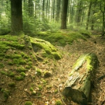 Direcţia Silvică Maramureş scoate la vânzare 800 de exemplare de molid si 450 de brad pentru sărbătorile de iarnă