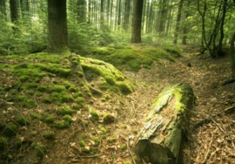 Direcţia Silvică Maramureş scoate la vânzare 800 de exemplare de molid si 450 de brad pentru sărbătorile de iarnă Direcţia Silvică Maramureş scoate la vânzare 800 de exemplare de molid si 450 de brad pentru sărbătorile de iarnă