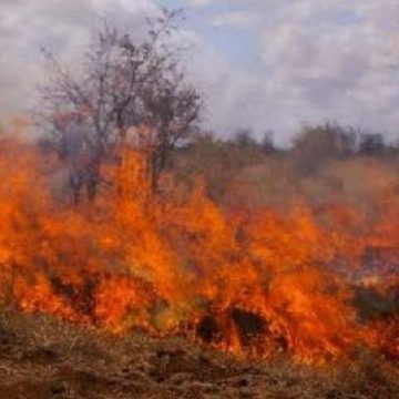 Baia Mare: Secretarii unităţilor administrativ-teritoriale din judeţ, avertizaţi în legătură cu incendiile de vegetaţie