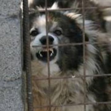 Legea câinilor fără stăpân, adoptată de deputaţi. Câinii fără stăpân vor putea fi eutanasiaţi. Legea câinilor fără stăpân, adoptată de deputaţi. Câinii fără stăpân vor putea fi eutanasiaţi.