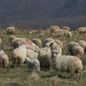Ungureni: 50 de oi atacate de lupi. Pagube de aproximativ 15.000 lei