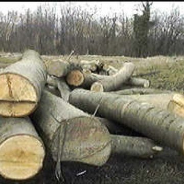 Romsilva a recuperat peste 80.000 de hectare de pădure retrocedate abuziv