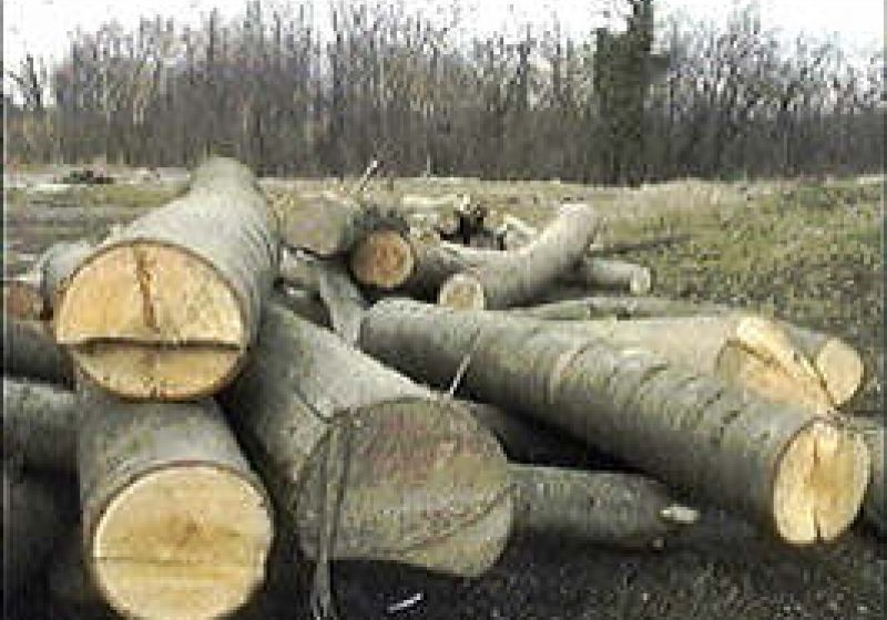 Romsilva a recuperat peste 80.000 de hectare de pădure retrocedate abuziv Romsilva a recuperat peste 80.000 de hectare de pădure retrocedate abuziv
