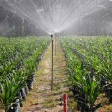Suprafaţa agricolă deţinută de străini în România se ridică la ora actuală la peste 700.000 de hectare Suprafaţa agricolă deţinută de străini în România se ridică la ora actuală la peste 700.000 de hectare