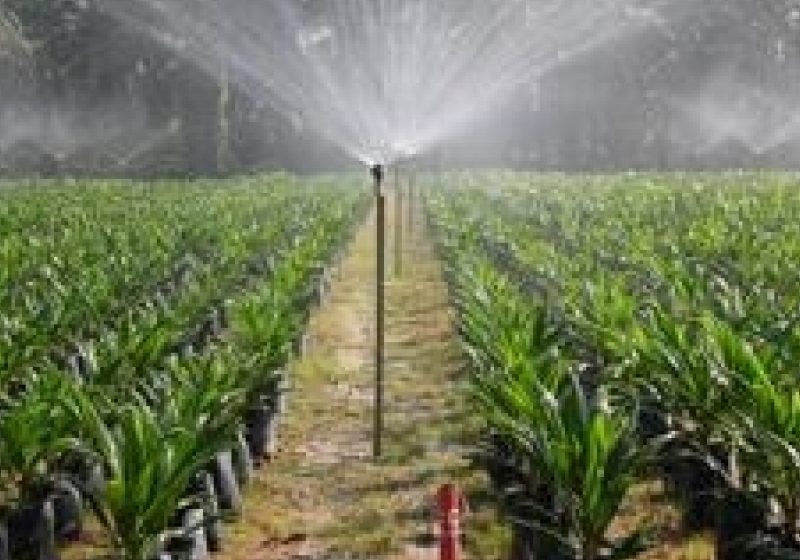 Suprafaţa agricolă deţinută de străini în România se ridică la ora actuală la peste 700.000 de hectare Suprafaţa agricolă deţinută de străini în România se ridică la ora actuală la peste 700.000 de hectare
