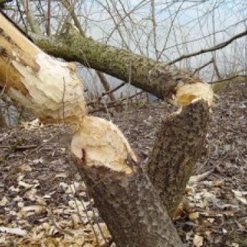Cercetat penal pentru că a tăiat fără drept arbori dintr-o pădure privată