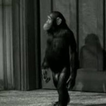 A murit, la 80 de ani, cimpanzeul lui Tarzan