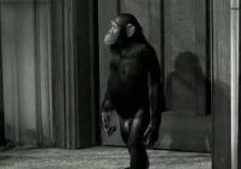 A murit, la 80 de ani, cimpanzeul lui Tarzan A murit, la 80 de ani, cimpanzeul lui Tarzan