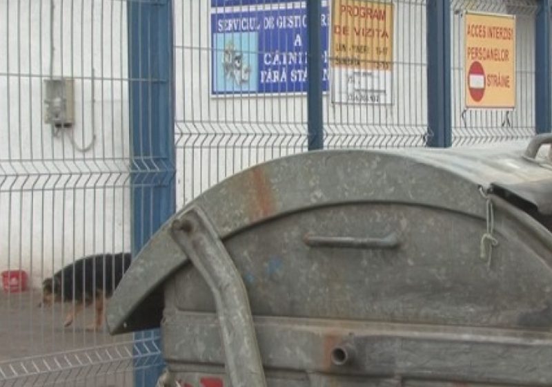 SIGHET: Doi câini din Adăpostul Animalelor fără stăpân din Sighet au fost găsiţi plini de sânge aruncaţi într-un tomberon