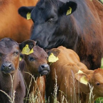 O bunică de 78 de ani împreună cu fiul ei din Rona de Sus acuzaţi că au furat de la rude o bovină gestantă O bunică de 78 de ani împreună cu fiul ei din Rona de Sus acuzaţi că au furat de la rude o bovină gestantă