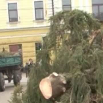 SIGHET: Bradul de Crăciun ce urma a fi montat în centrul oraşului s-a rupt de la jumatate astazi in parcul central al municipiului SIGHET: Bradul de Crăciun ce urma a fi montat în centrul oraşului s-a rupt de la jumatate astazi in parcul central al municipiului