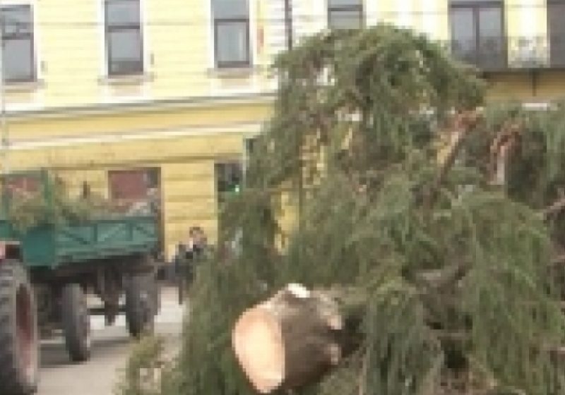 SIGHET: Bradul de Crăciun ce urma a fi montat în centrul oraşului s-a rupt de la jumatate astazi in parcul central al municipiului