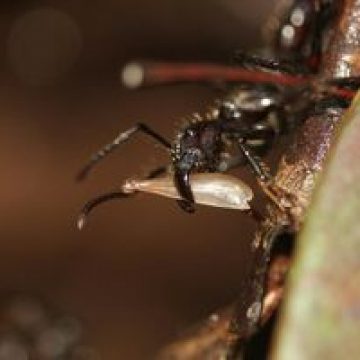 În Noua Zeelandă a fost găsită cea mai mare insectă din lume