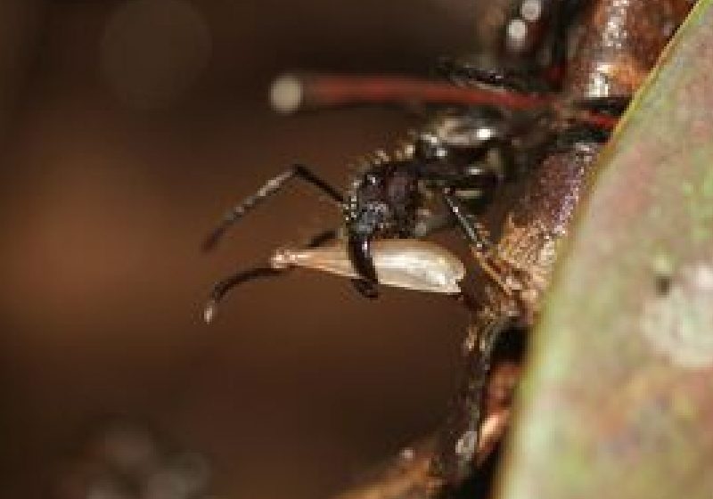 În Noua Zeelandă a fost găsită cea mai mare insectă din lume