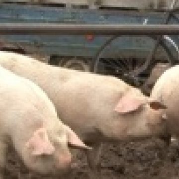 SIGHET: Comercianţii se plâng că merg prost vânzările în târgurile de animale SIGHET: Comercianţii se plâng că merg prost vânzările în târgurile de animale
