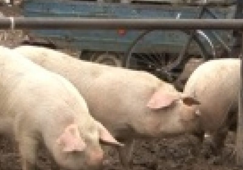 SIGHET: Comercianţii se plâng că merg prost vânzările în târgurile de animale
