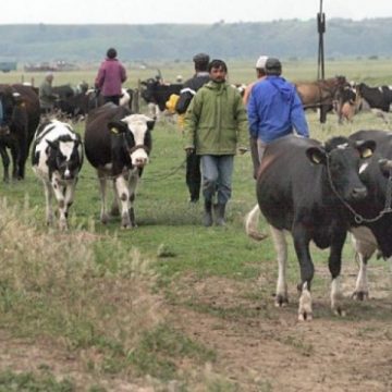 Controale în târgurile de animale din judeţ Controale în târgurile de animale din judeţ