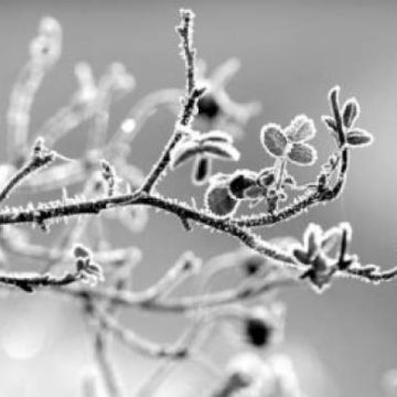 Maramureş: De mâine dimineaţă, iarna îşi intră în drepturi. Meteorologii prognozează ninsori şi intensificări ale vântului