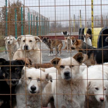 Peste 5.000 de câini şi pisici fără stăpân din România, sterilizaţi în acest an
