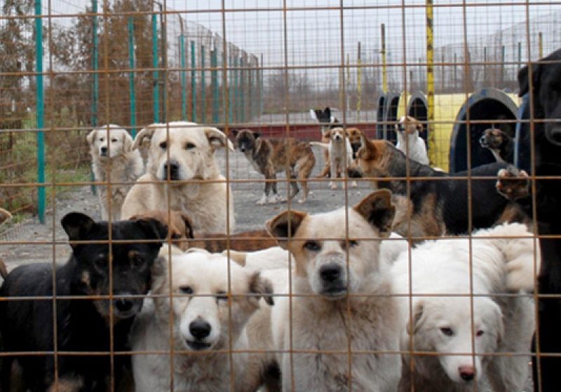 Peste 5.000 de câini şi pisici fără stăpân din România, sterilizaţi în acest an
