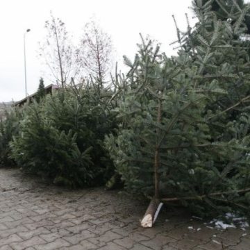 SIGHET: Au apărut primii pomi de Crăciun în pieţele din Sighet