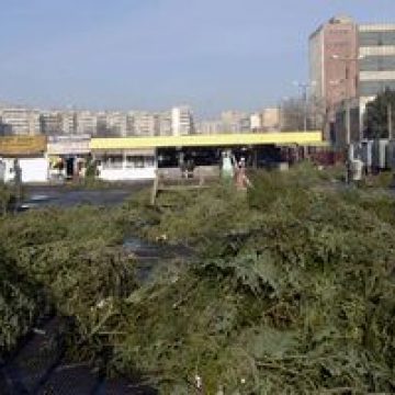 Poliţiştii au confiscat peste 1.700 de pomi de Crăciun vânduţi ilegal
