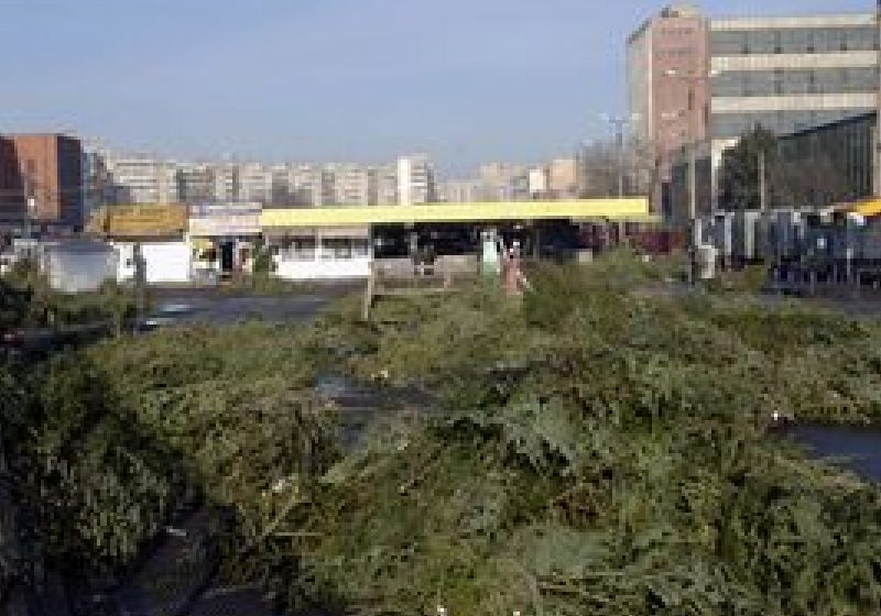 Poliţiştii au confiscat peste 1.700 de pomi de Crăciun vânduţi ilegal