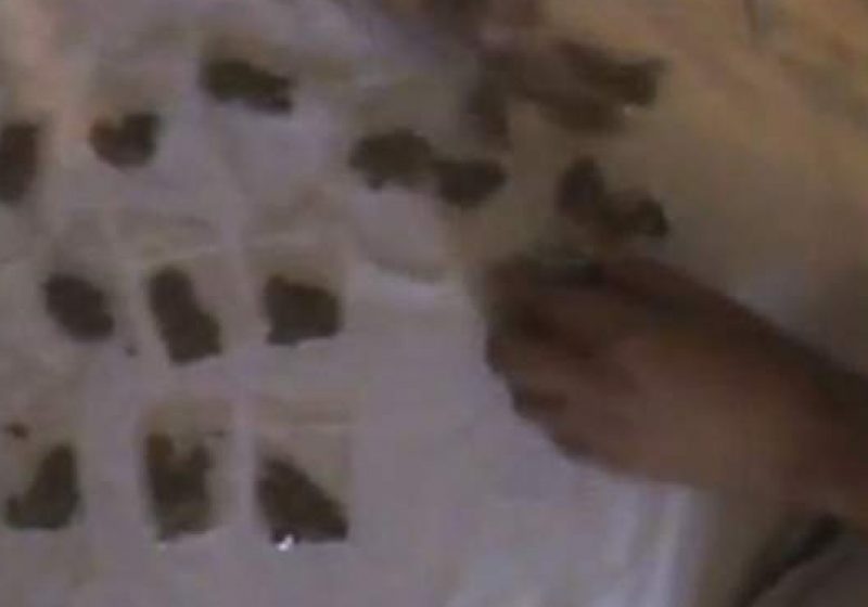 Baia Mare: Reţea de traficanţi de droguri, destructurată. 10 grame de cocaină şi 250 grame de canabis au fost descoperite în urma mai multor percheziţii Baia Mare: Reţea de traficanţi de droguri, destructurată. 10 grame de cocaină şi 250 grame de canabis au fost descoperite în urma mai multor percheziţii