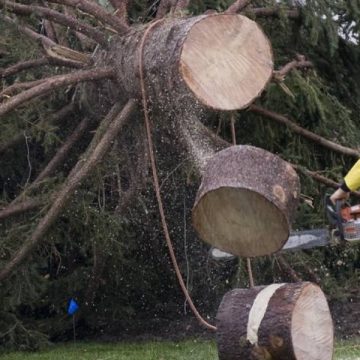 Un bărbat din Repedea a murit zdrobit de arborele pe care îl tăia Un bărbat din Repedea a murit zdrobit de arborele pe care îl tăia
