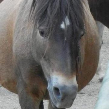 Maramureş: La sfârşitul anului trecut au fost identificate în judeţ 213 cabaline anemopozitive Maramureş: La sfârşitul anului trecut au fost identificate în judeţ 213 cabaline anemopozitive