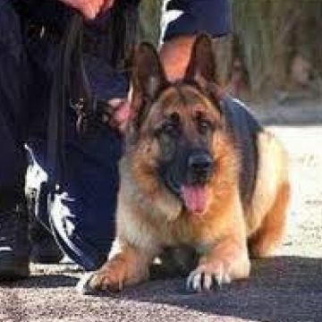 Doi caini din cadrul Inspectoratului de Politie al Judetului Maramures au cazut victime ale reorganizarii unitatii si au fost disponibilizati