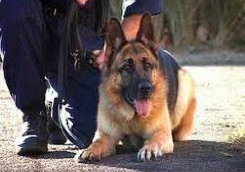 Doi caini din cadrul Inspectoratului de Politie al Judetului Maramures au cazut victime ale reorganizarii unitatii si au fost disponibilizati