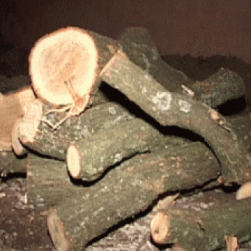 Chelinţa: A sustras material lemnos, fără aprobarea organelor silvice Chelinţa: A sustras material lemnos, fără aprobarea organelor silvice