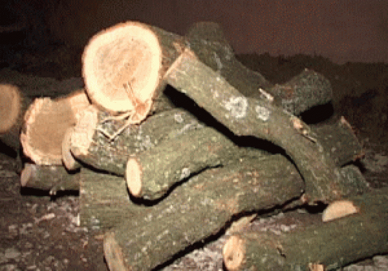 Chelinţa: A sustras material lemnos, fără aprobarea organelor silvice