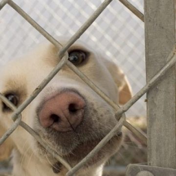 SIGHET Trei sigheteni au ajuns la urgenţă muşcaţi de un maidanez SIGHET Trei sigheteni au ajuns la urgenţă muşcaţi de un maidanez
