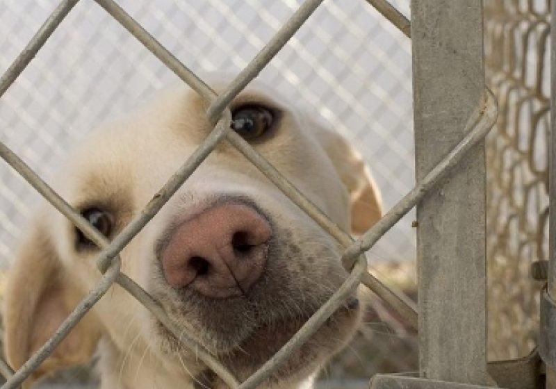 SIGHET Trei sigheteni au ajuns la urgenţă muşcaţi de un maidanez SIGHET Trei sigheteni au ajuns la urgenţă muşcaţi de un maidanez