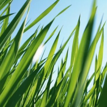 SIGHET: Muncitorii care asigura curăţarea şi întreţinerea spaţiilor verzi din municipiu s-au apucat de treaba