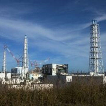Studiu despre impactul radioactivităţii de la Fukushima asupra faunei şi florei