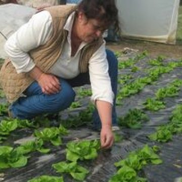 Peste 3.800 de proiecte au fost depuse de tinerii fermieri pe măsura 112 Peste 3.800 de proiecte au fost depuse de tinerii fermieri pe măsura 112